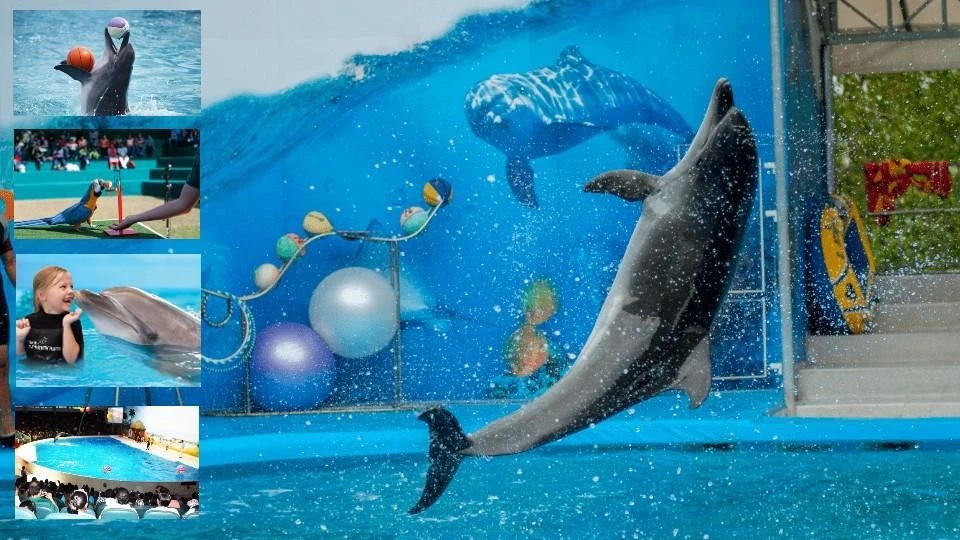 Dubai Dolphinarium Tour